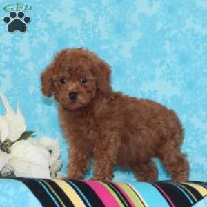 Kisses, Toy Poodle Puppy